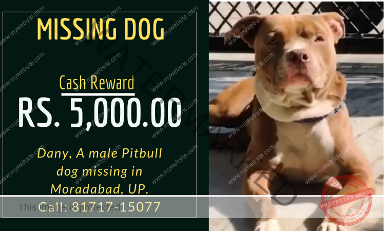 Dany, a male Pitbull dog missing in Moradabad