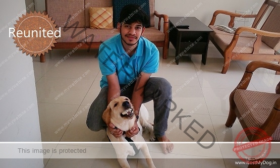 🟢 Missing Dog "Django"Reunited With Family in Pune