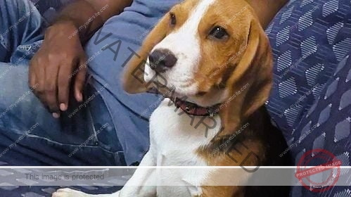 🟢 Dusty, a missing Beagle dog reunited in Coimbatore
