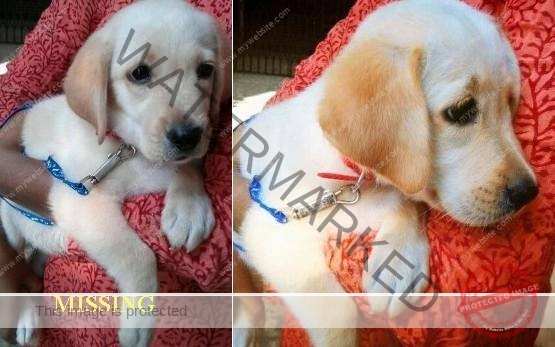🔴 Emma, A Labrador Puppy is Abducted in Bangalore