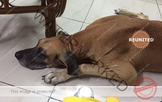 🟢 Fuzzy, a missing Great dane dog reunited in Gurgaon.