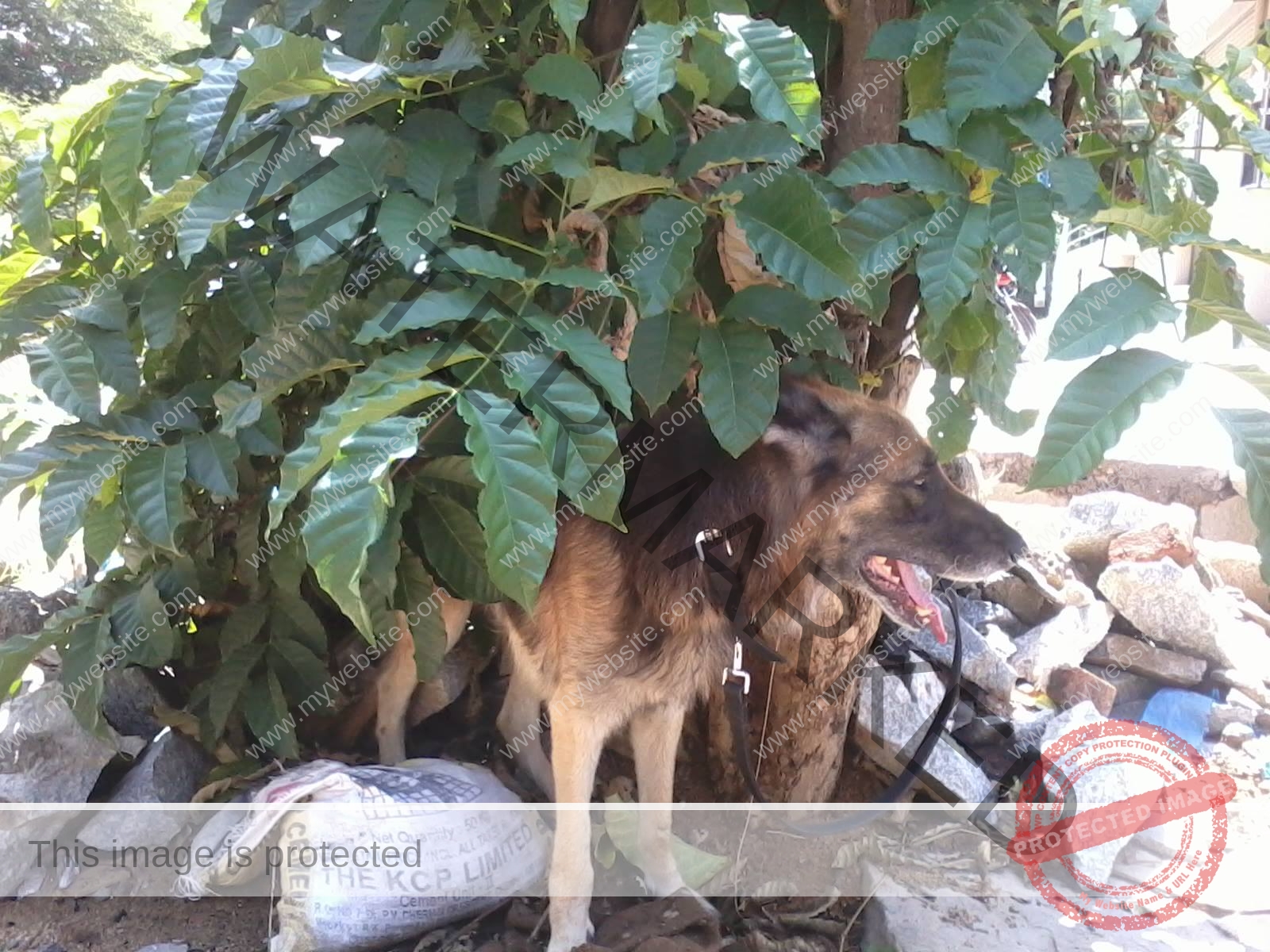 German Shepherd Dog