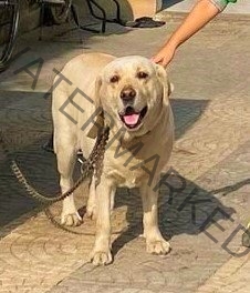 🟢 Geronimo, missing Labrador dog reunited in New Delhi