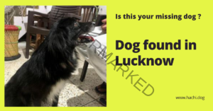 🟡 A black male dog found in Lucknow.