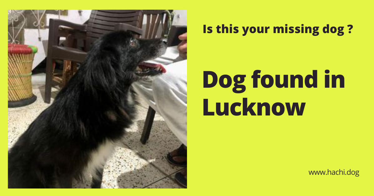 Lucknow Archives - Largest Dog Directory & Missing Dog Helpline