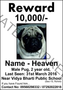 🟢 Missing Pug "Heaven" Reunited In New Delhi