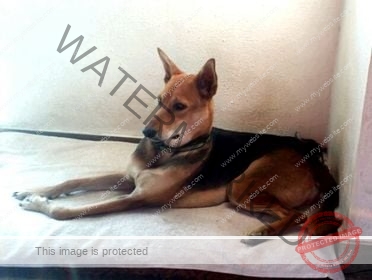 🟢 Jack, a missing Indian Dog reunited in Bangalore