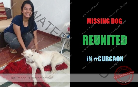 🟢 Missing Dog "Jackie" Reunited in Gurgaon