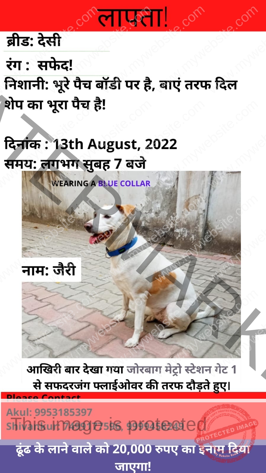 Jerry, A male desi dog is missing in New Delhi