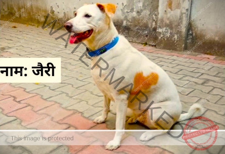 Jerry, A male desi dog is missing in New Delhi