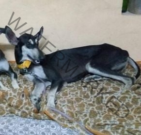 🟢 Jerry, a missing Chippiparai dog reunited in Chennai.