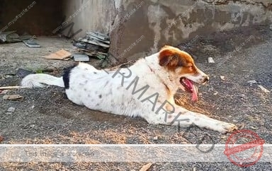 🟢 Jimmy, a missing Indian dog reunited with family in Indore