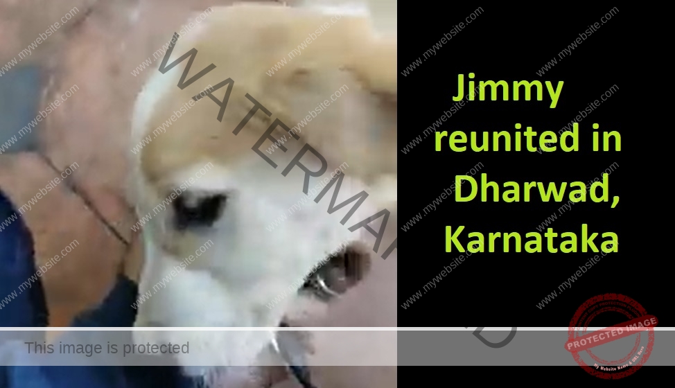 🟢 Jimmy, missing pup reunited in Dharwad