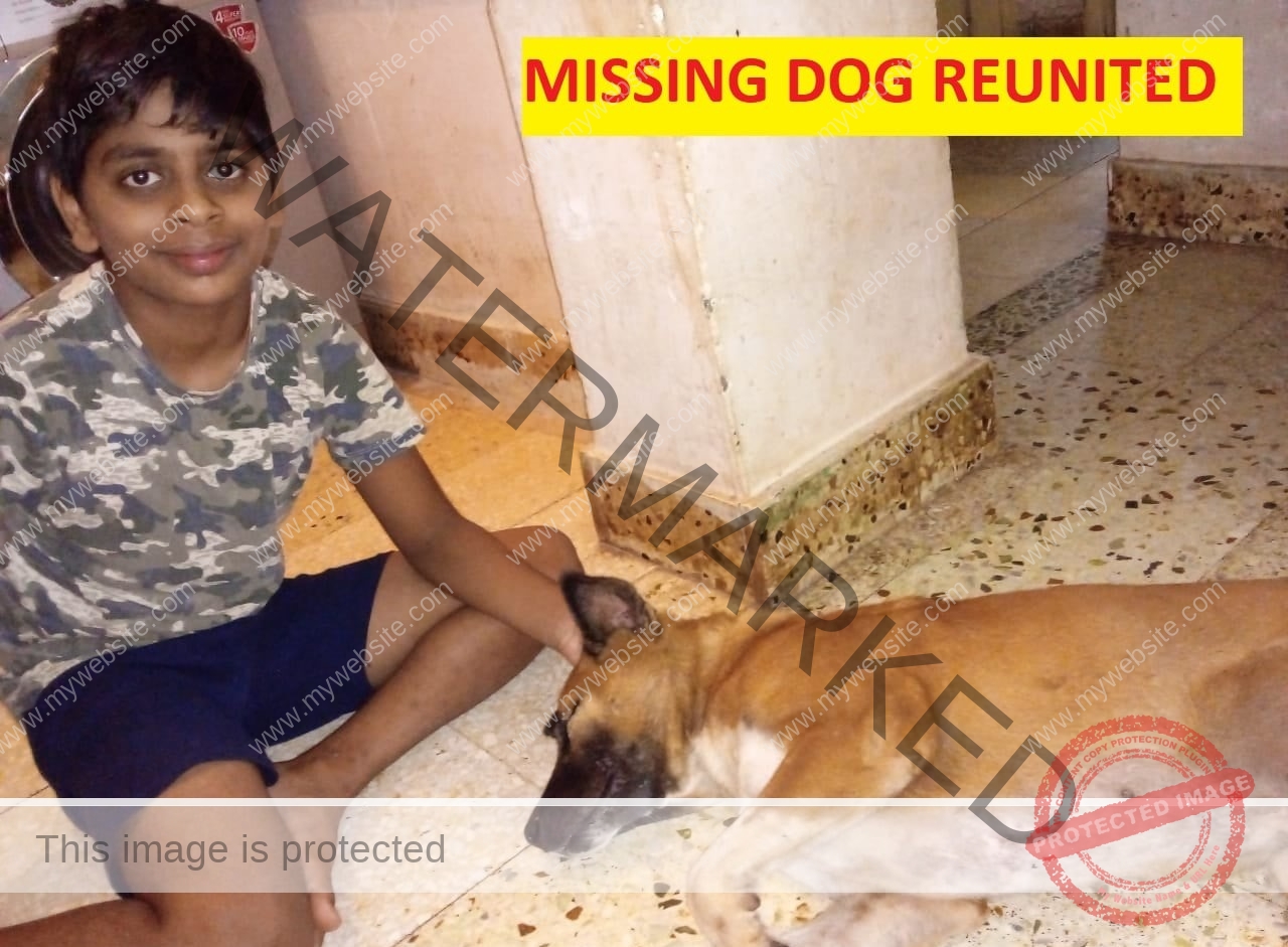 🟢 Joy, a missing dog reunited with family in Dharwad