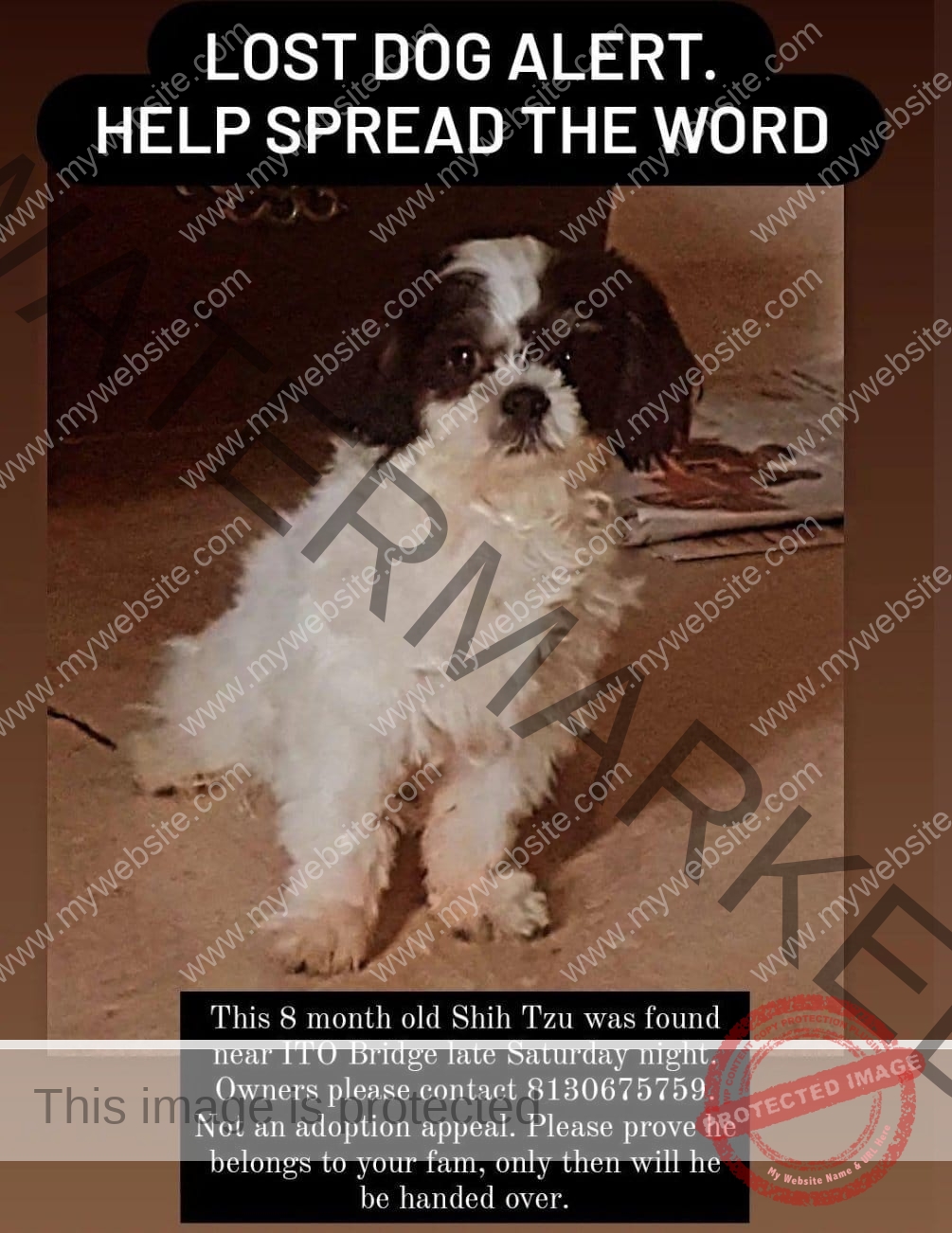 🟢 Leo, a Missing Shih Tzu dog reunited in New Delhi.