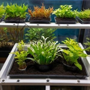 Decorative Aquarium Plants