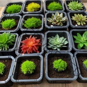 Live Aquarium Plants 