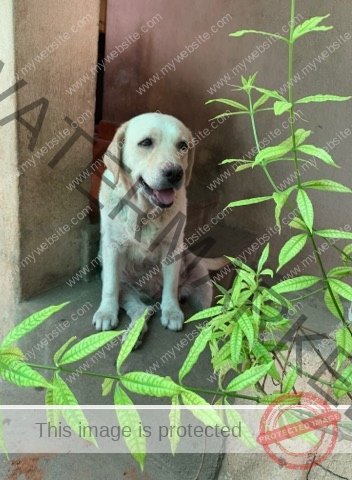 Lizzie, A Labrador Pup is Missing in Chennai