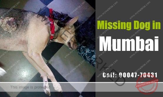 A German Shepherd Mix Dog Lucky Missing From Dadar, Mumbai