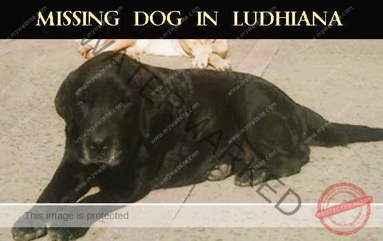 Lucy, A Female Black Labrador Dog Missing in Ludhiana