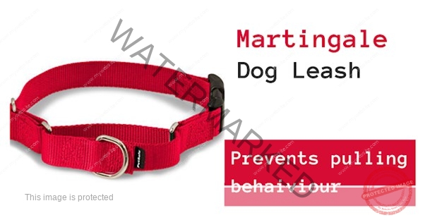 MARTINGALE DOG BELT