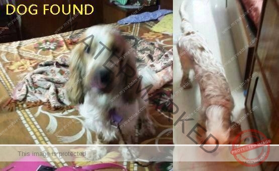 Male Cocker Spaniel Dog Found in Ghaziabad