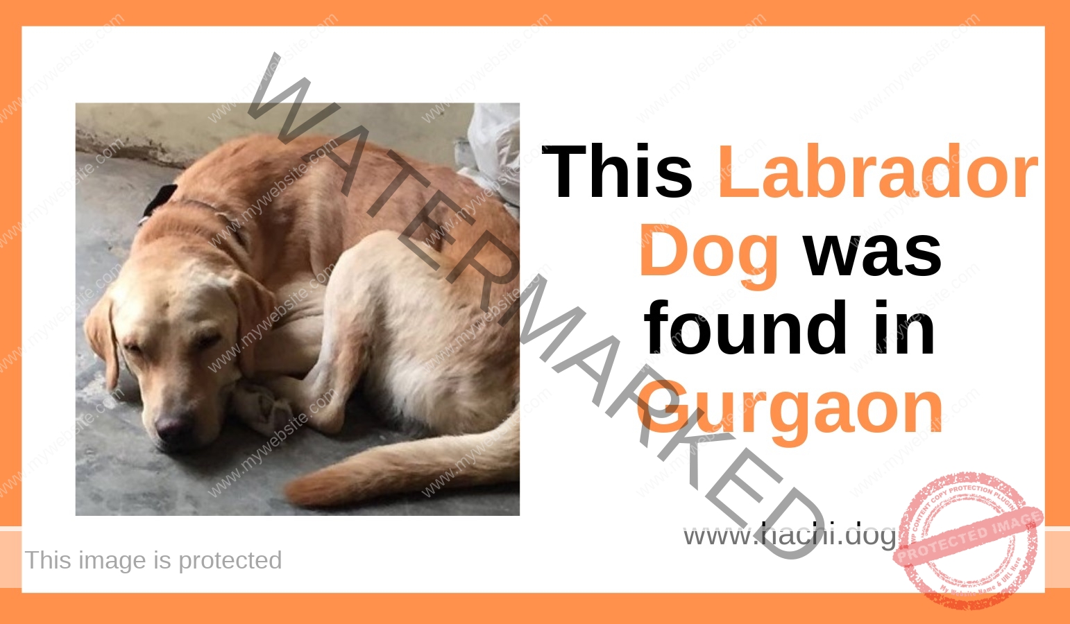 A Golden Labrador Dog Found in Gurgaon