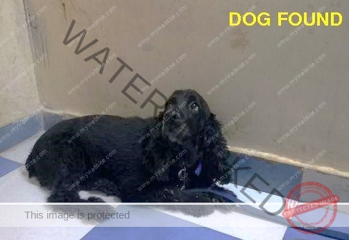 Male-cocker-spaniel-dog-found-in-New-Delhi