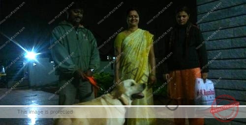 🟢 Marshall, Missing Labrador reunited in Dharwad, Karnataka