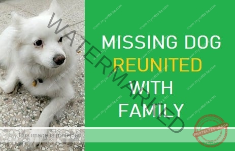 🟢 Mau, missing Pomeranian dog reunited in Panchkula