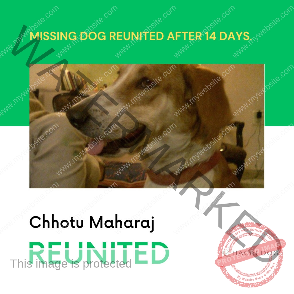 🟢 Miraculous Reunion After 14 Days: Chhotu Maharaj's Incredible Journey Home 🐾❤️