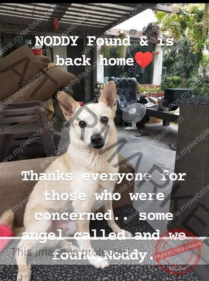 🟢 Noddy, a mixed breed missing dog reunited in Ludhiana.