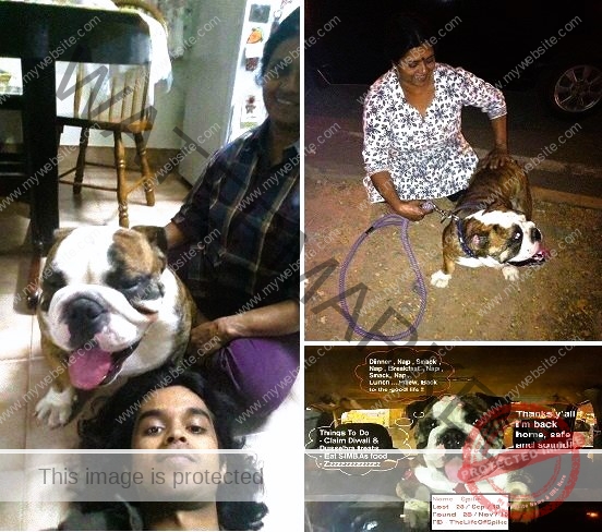 🟢 Spike, A Lost Dog Reunited With Family After 60 Days
