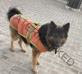 🟢 Sharry, a missing German Shepherd dog reunited in Dehradun