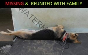 🟢 Missing German Shepherd Reunited With Family