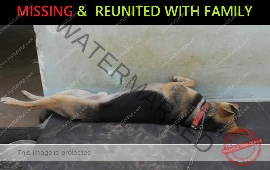 🟢 Missing German Shepherd Reunited With Family