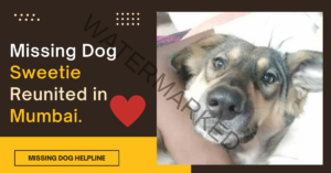 🟢 Missing Indian dog Sweetie reunited with family in Mumbai.
