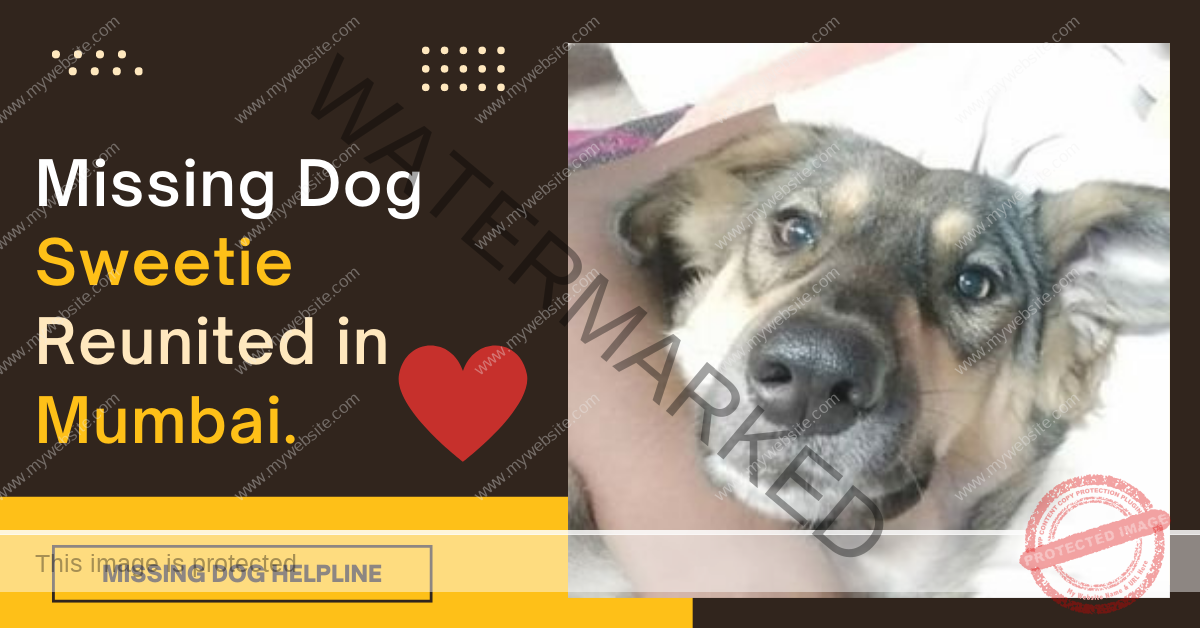 🟢 Missing Indian dog Sweetie reunited with family in Mumbai.