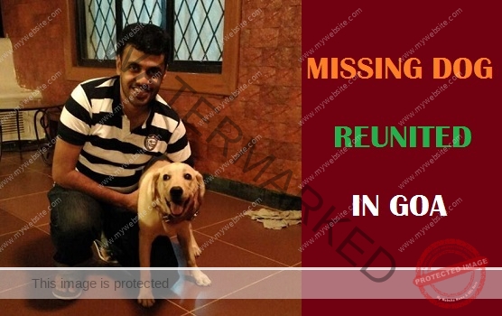 🟢 Missing Pup "Sunny" Reunited With Family in Goa