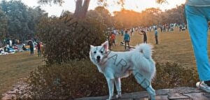 🟢 Jerry, Missing Pomeranian dog reunited with family in Agra