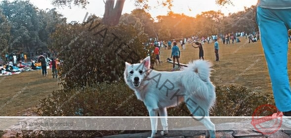 🟢 Jerry, Missing Pomeranian dog reunited with family in Agra