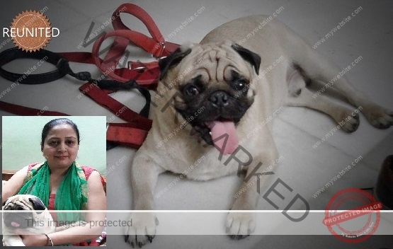 🟢 Missing Pug "Heaven" Reunited After 15 Days in New Delhi