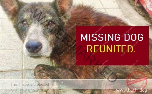 🟢 Bunny, a missing Indian dog reunited with family in Kakinada