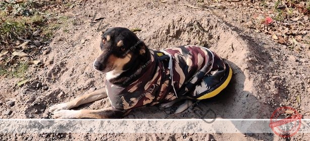 🟢 Mithu, a missing female Indian dog reunited in Gurgaon