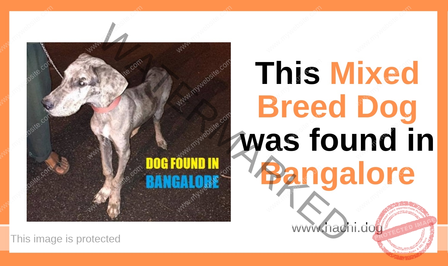 A Mixed Breed Dog Found in Bangalore