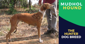 Mudhol hound