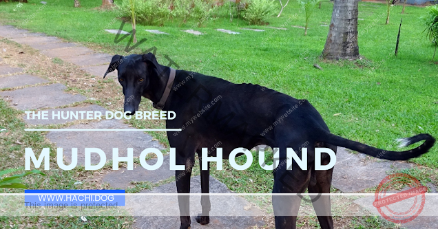 🔵 The Royal Legacy of Mudhol Hound Dog