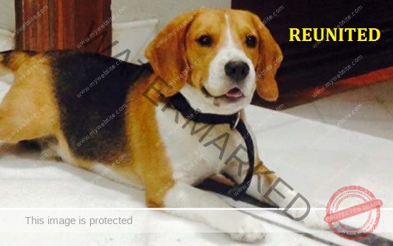 🟢 Missing Beagle Dog "Musky" Reunited With Family in New Delhi