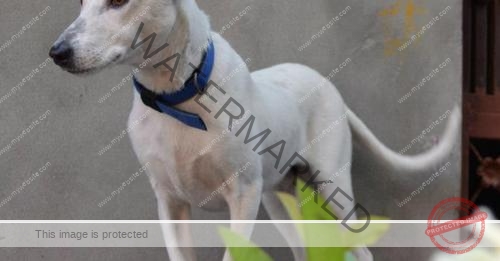 🟢 Nikku, Missing dog reunited with Family in Ghaziabad