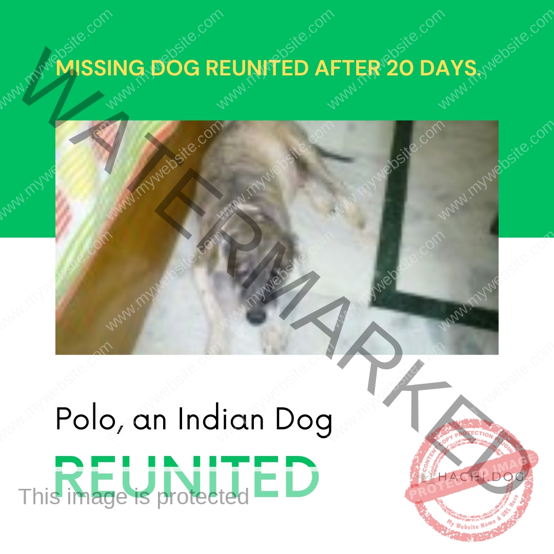 🟢 Missing Dog Polo Reunited with Family in New Delhi!